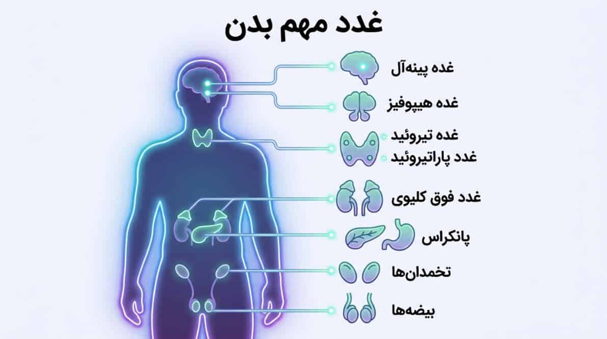 معرفی و موقعیت مهم‌ترین غدد بدن انسان در آناتومی